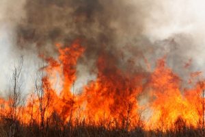 Incendio forestal cumple 4 días y amenaza reserva biosfera