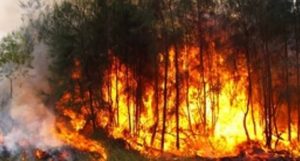 Advierten sobre emergencia por los incendios forestales en la RD