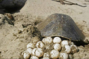 Potencia sexual con huevosde tortuga y bubíes: ¡falso!